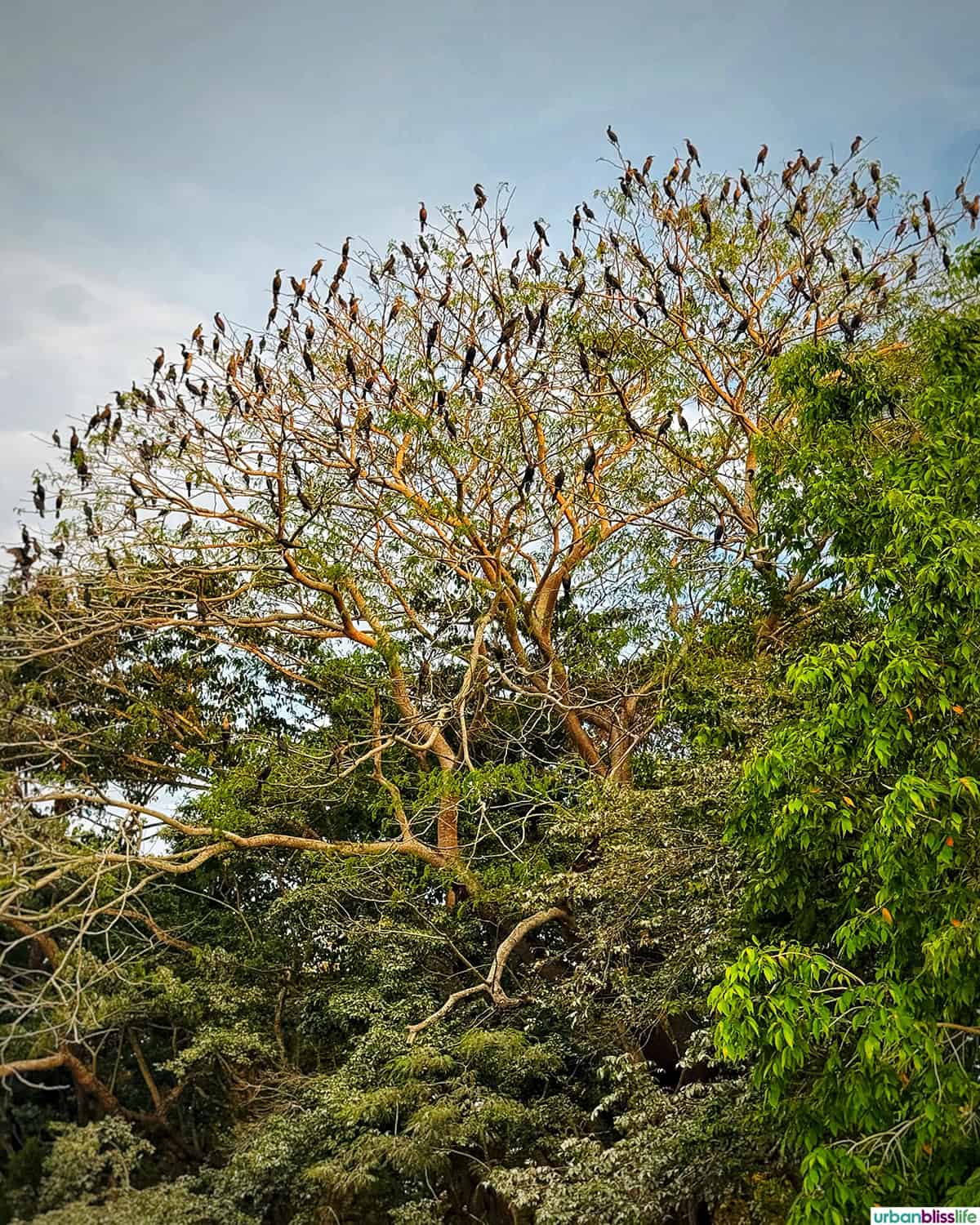 tree with hundreds of birds perched on branches on the Magdalena River in Mompox, Colombia.