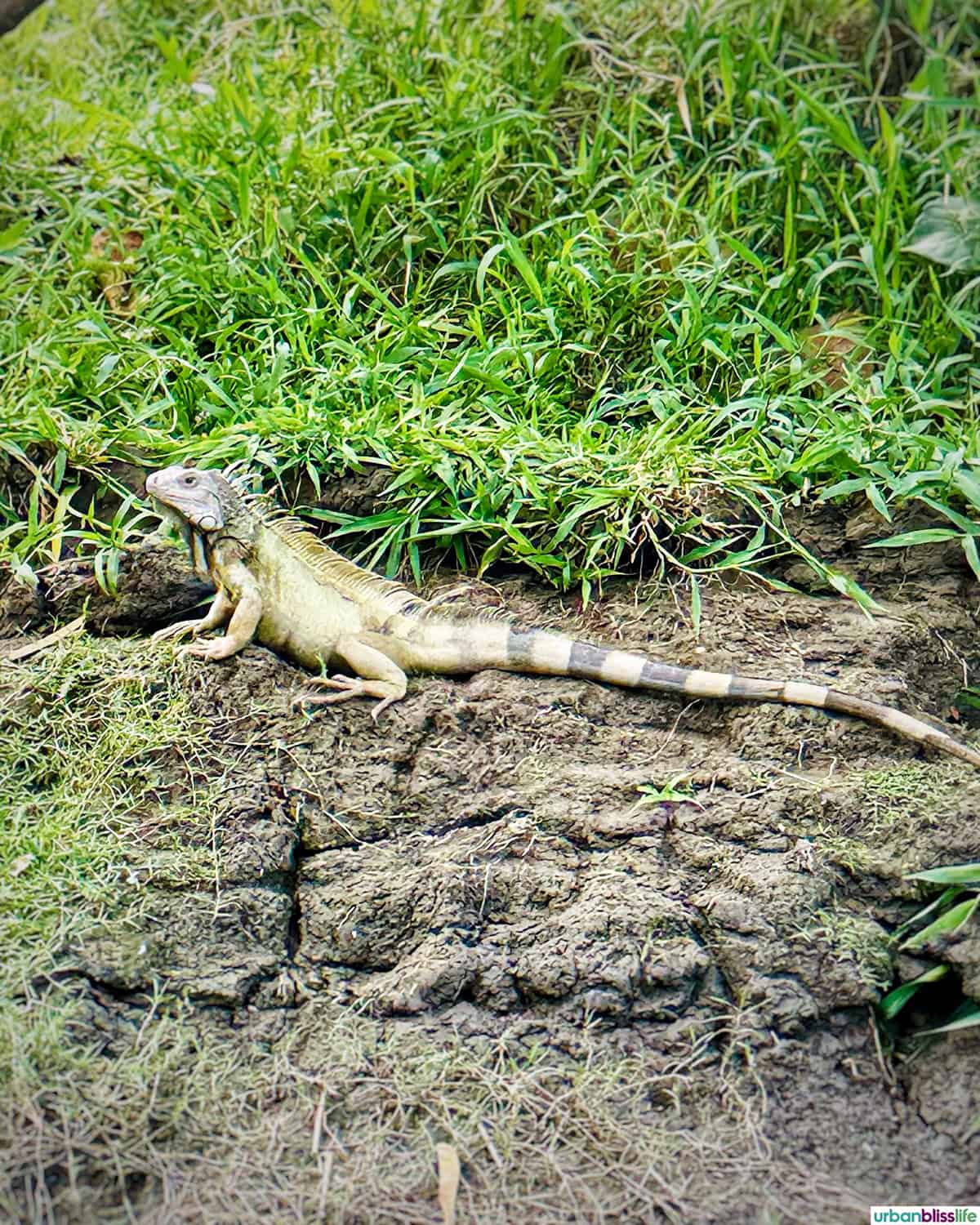 large lizard on te banks of Magdalena River in Mompox, Colombia.