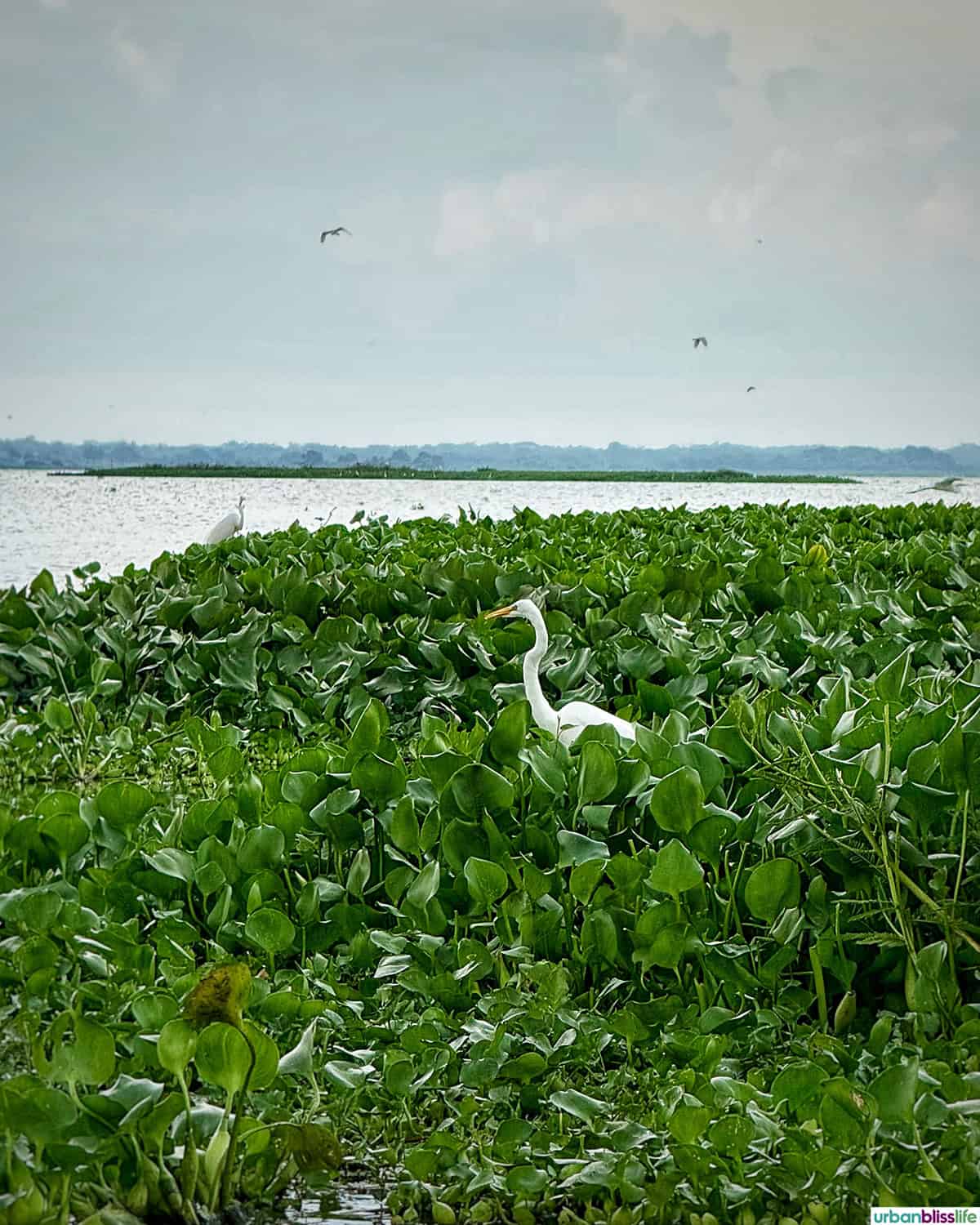 white heron in marsh on the Magdalena River in Mompox, Colombia.