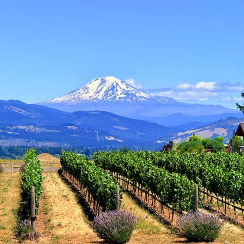 Mount Hood behind vineyards and lavender fields in Hood River, Oregon.