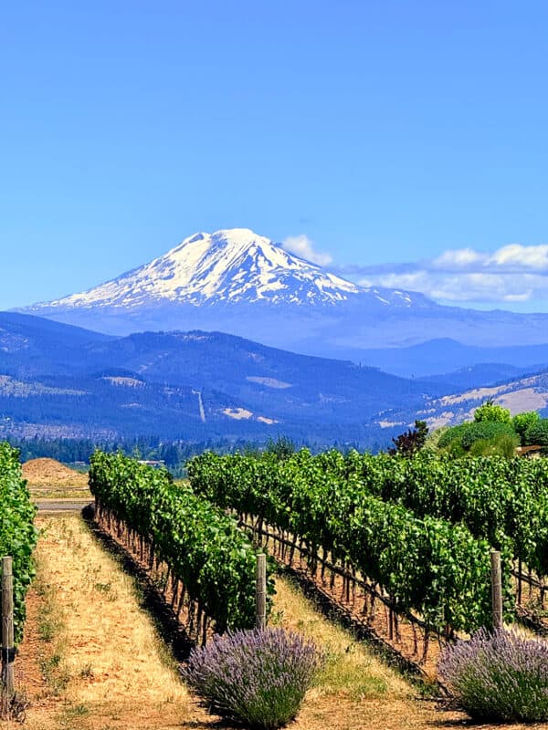 Mount Hood behind vineyards and lavender fields in Hood River, Oregon.