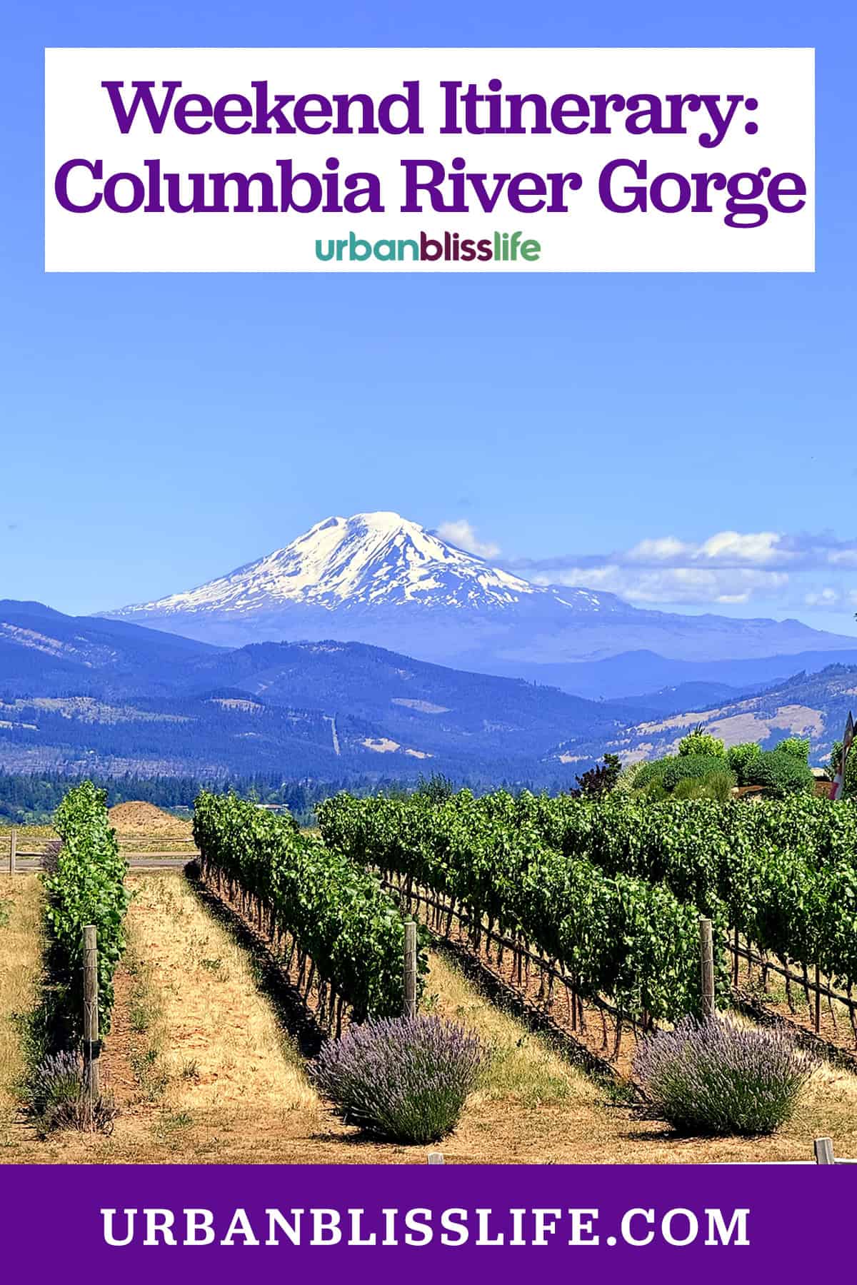 Mount Hood behind vineyards and lavender fields in Hood River, Oregon.