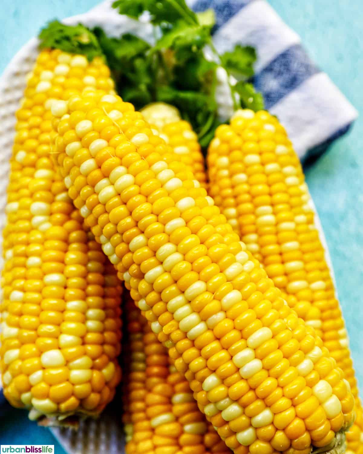 stack of corn on the cobs.