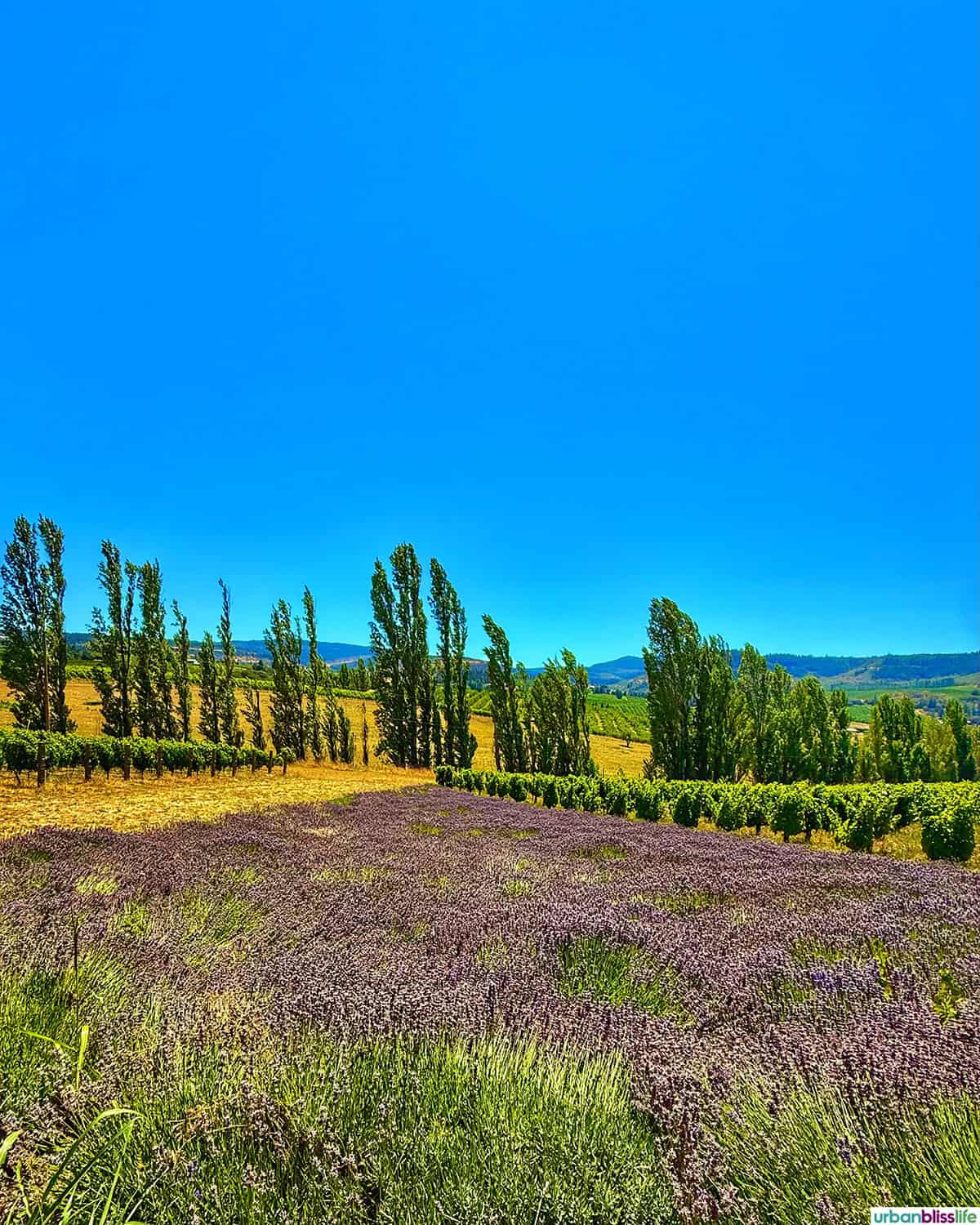 lavender fields and analemma vineyards.