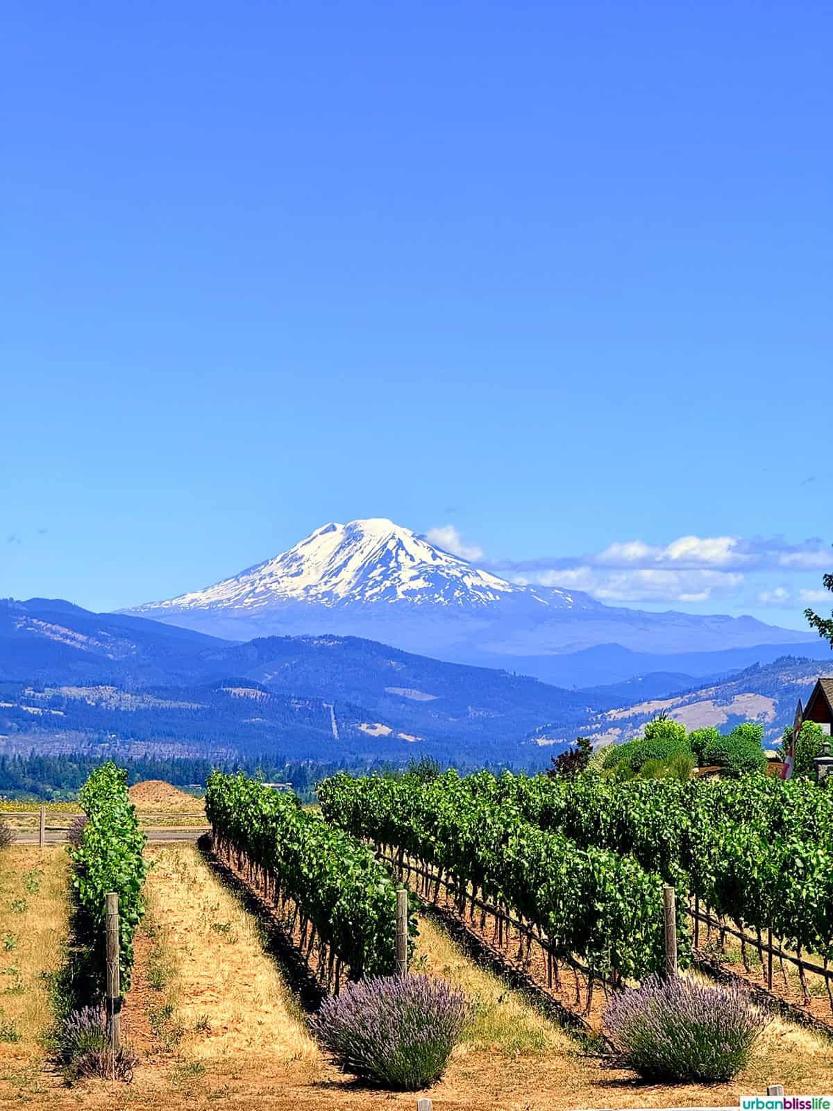 view of Mt Hood and vineyards at Stave and Stone Winery in Hood River, Oregon.